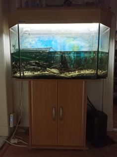 Wasserschildkröte inkl. Aquarium Zubehör