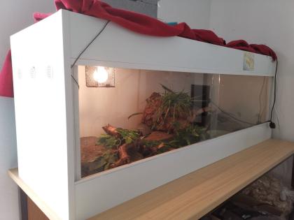 Königspython mit Terrarium