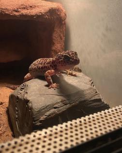 Leopardengeckos zu verkaufen