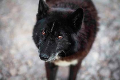 Venom. aktiver, lieber Hundeopi