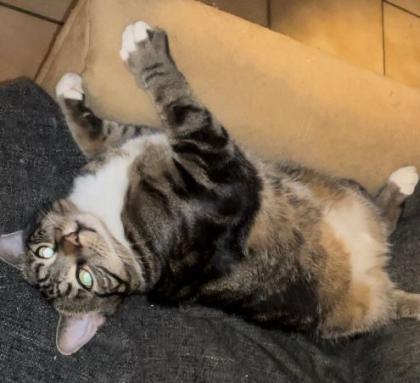 Kater ohne Schwanz vermisst 200 Euro Belohnung