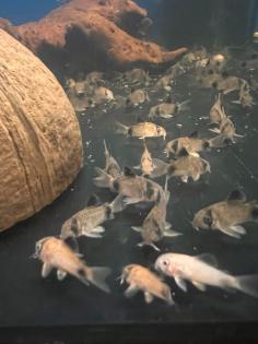Panda Wels / Corydoras Panda