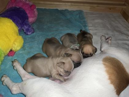 Französische Bulldogge mit Papiere