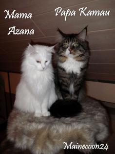 Maine Coon Kitten in verschiedenen Farben suchen DICH