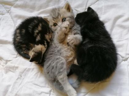 Britisch Kurzhaar Kitten.