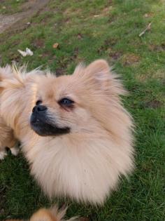 Simba, Pekinese spitz Rüde