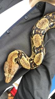 Reinrassige Boa C. Imperator abzugeben
