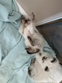 Heilige Birma Kitten traumhafte Schmuser