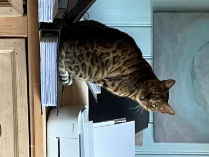Bengal Kater sucht neuen Platz