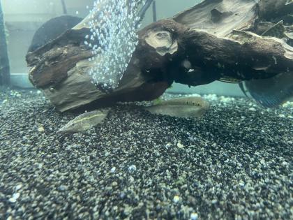 Diskusfische / Aquariumauflösung