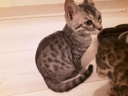 Süsse Bengal Britisch Kurzhaar Kitten
