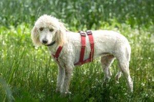 KEFIR - weiblich 1 Jahr 44 cm 12. 5 kg Puli-Mix Gechipt Kastriert