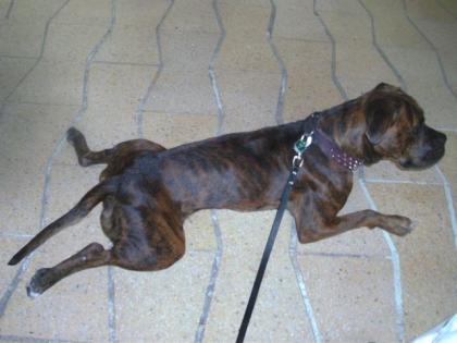 Hübsche Staffordshire-Boxermix Hündin