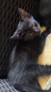 Katzenbabys Kitten 12 Wochen alt
