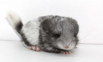 Chinchillas - viele Babys sind da