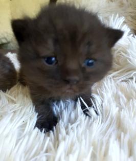 Süsse reinrassige Bkh Kitten