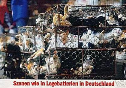 KASTRATION IST TIERSCHUTZ