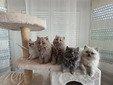 Britische-Langhaar Kitten, 4 Männchen, 1 Weibchen