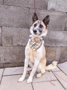 Tortilla. ist eine tolle, aktive und verspielte Hundedame