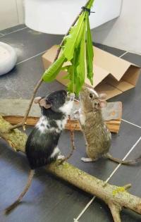 Degu Mädels suchen ein neues Zuhause