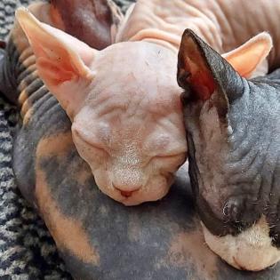 Sphynx Kitten