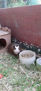 2 Meerschweinchen suchen neues Zuhause