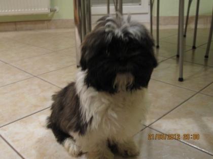 Süße Shi Tzu welpen - 2Rüden