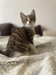 Mischlings Babykatzen suchen dringend ein zuhause