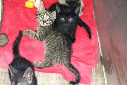 4 baby Kater suchen noch