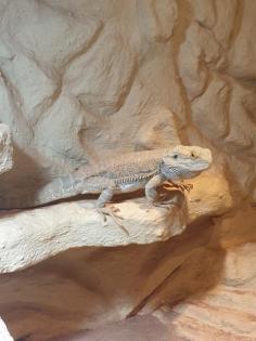 Bartagame, männlich, 3 Jahre alt