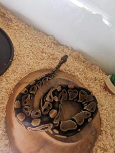 2 königspythons zu verkaufen