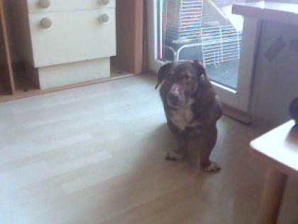 Verschmusster lieber Hund sucht vieleicht dich