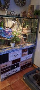 2 Kornnattern mit großem Terrarium