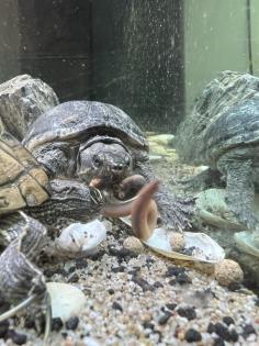 Wasserschildkröte Mississippi Höckerschildkröte