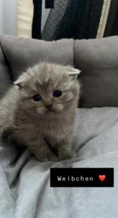 BKH Kitten