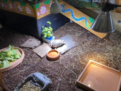 Burma Sternschildkröte Männchen geboren 2020