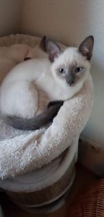 Siam / Thai Kitten Blue Point, Babys, Kätzchen. 1 Junge. Abgabebereit.