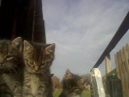 2 getiegerte katzenbabys zu verschenken sie suchen ein Zuhause.