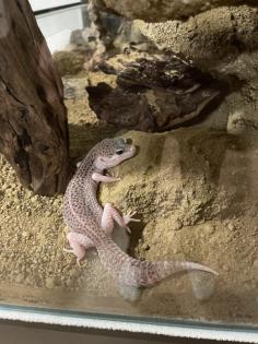 Leopardgecko Weibchen Paar Terrarium und Equipment