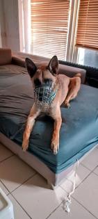 Malinois Mix Rüde sucht Nadel im Heuhaufen