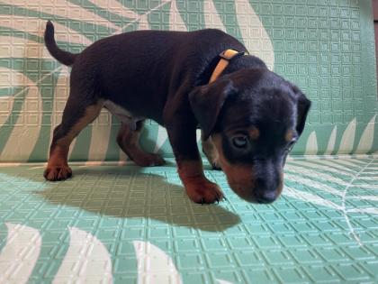 Reinrassige Zwergpinscher Welpen