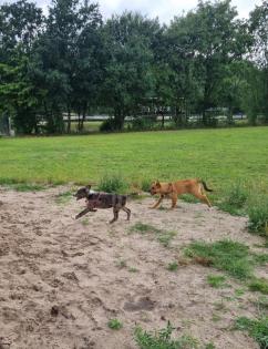 Aussiedor Mix Welpen suchen ab sofort ein zuhause