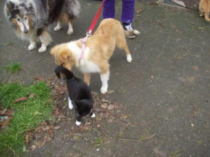 Colliewelpen, suchen noch ein Zuhause bei netten Menschen.