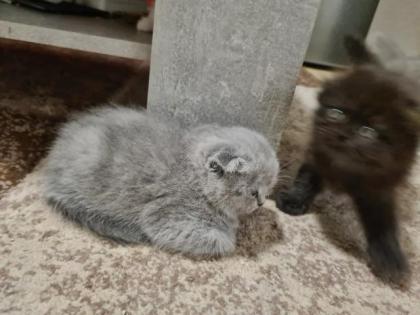 Scottish katzen lange und kurze Haare