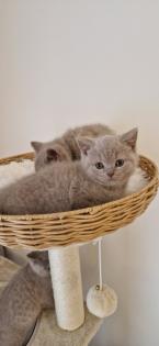 Bkh- kitten Bkh-kitten