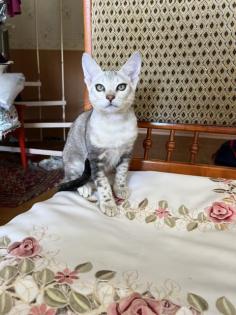 Silber Bengali zu verkaufen