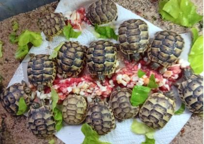Maurische Landschildkröten aus 2024 - mit Papieren