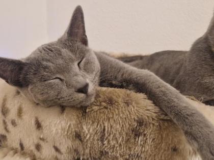 Russisch Blau Kitten mit Stammbaum