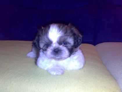 Shih-Tzu Welpen