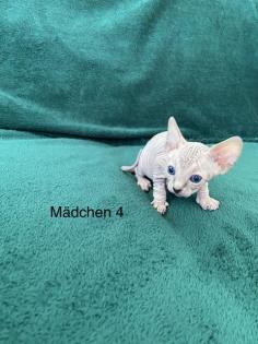 Süße Canadian Sphynx Kitten